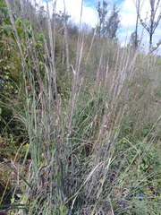 Muhlenbergia robusta