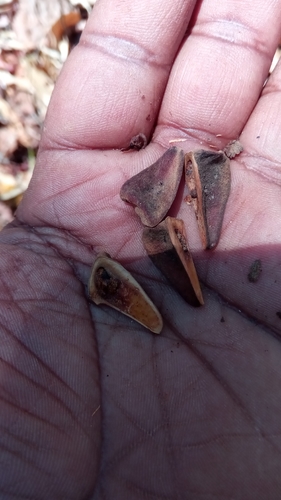 Nesogordonia stylosa