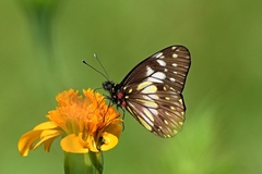 Catasticta sisamnus