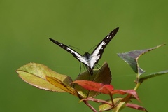 Catasticta sisamnus