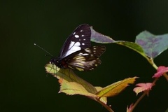 Catasticta sisamnus