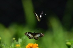 Catasticta sisamnus