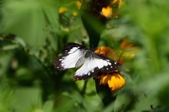 Catasticta sisamnus