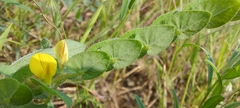 Crotalaria hebecarpa