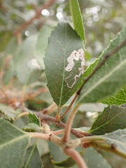Stigmella heteromelis
