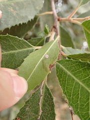 Stigmella heteromelis