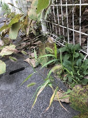 Setaria viridis