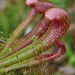 Parrot Pitcher Plant - Photo (c) Aaron Carlson, some rights reserved (CC BY-SA)