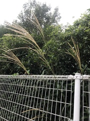 Miscanthus sinensis