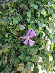 Clematis × jackmanii
