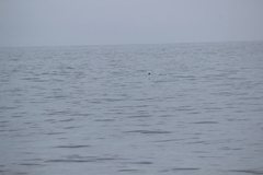 Oceanites oceanicus