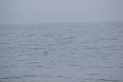 Oceanites oceanicus