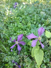 Clematis × jackmanii