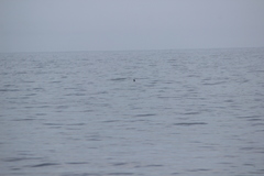 Oceanites oceanicus