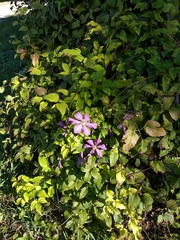 Clematis × jackmanii
