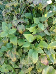 Clematis × jackmanii