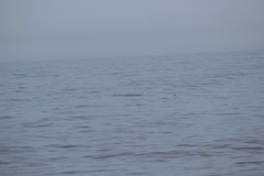 Oceanites oceanicus