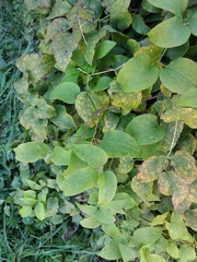 Clematis × jackmanii