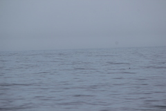 Oceanites oceanicus