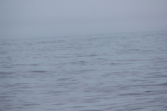 Oceanites oceanicus