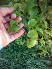 Clematis × jackmanii