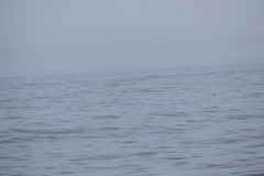Oceanites oceanicus