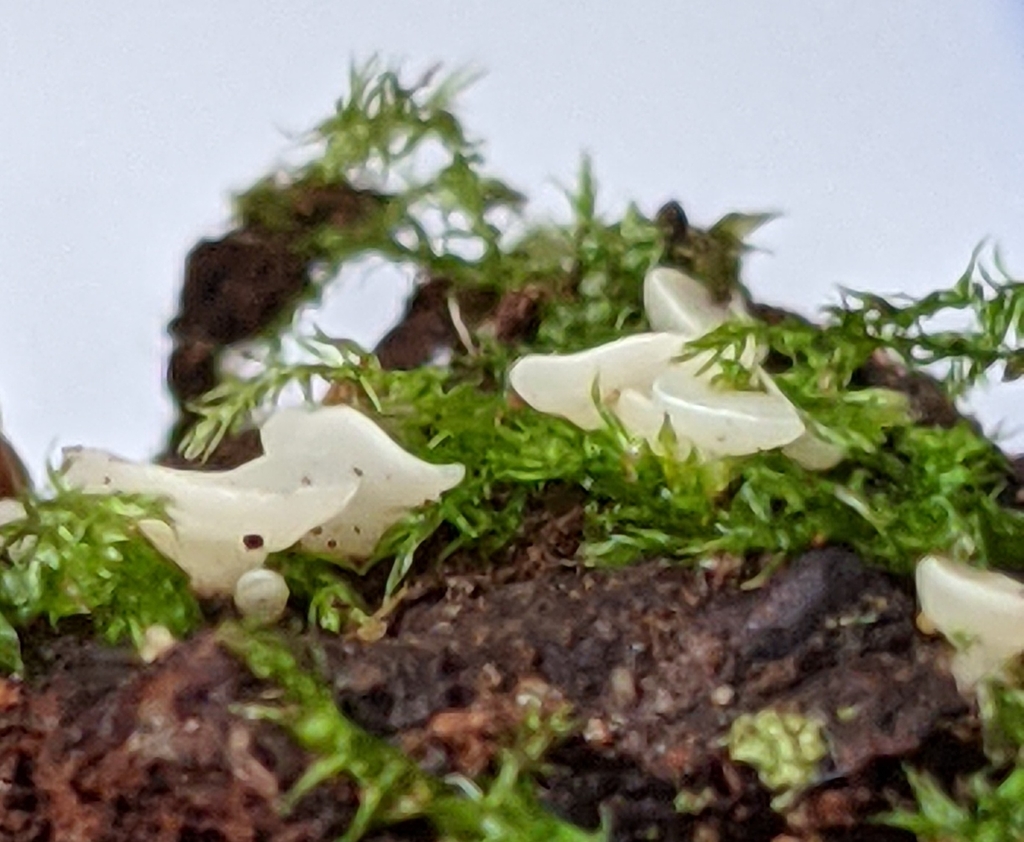 Phaeohelotium geogenum