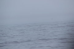 Oceanites oceanicus