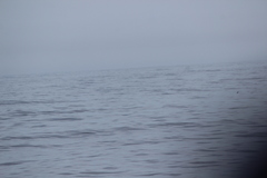 Oceanites oceanicus