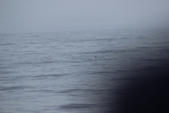 Oceanites oceanicus
