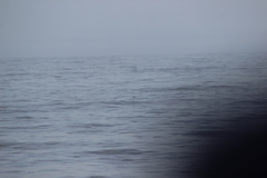 Oceanites oceanicus