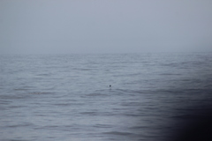Oceanites oceanicus