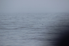 Oceanites oceanicus