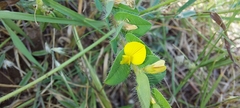 Crotalaria hebecarpa