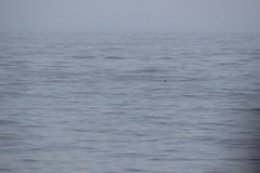 Oceanites oceanicus
