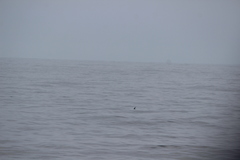 Oceanites oceanicus