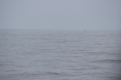 Oceanites oceanicus