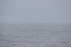 Oceanites oceanicus