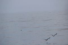 Oceanites oceanicus