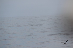 Oceanites oceanicus