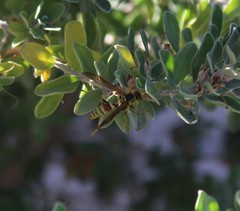 Polistes exclamans