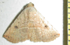Eublemma gayneri