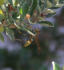 Polistes exclamans
