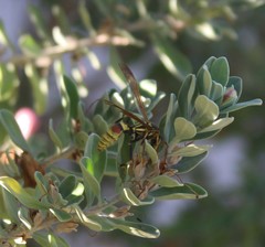 Polistes exclamans
