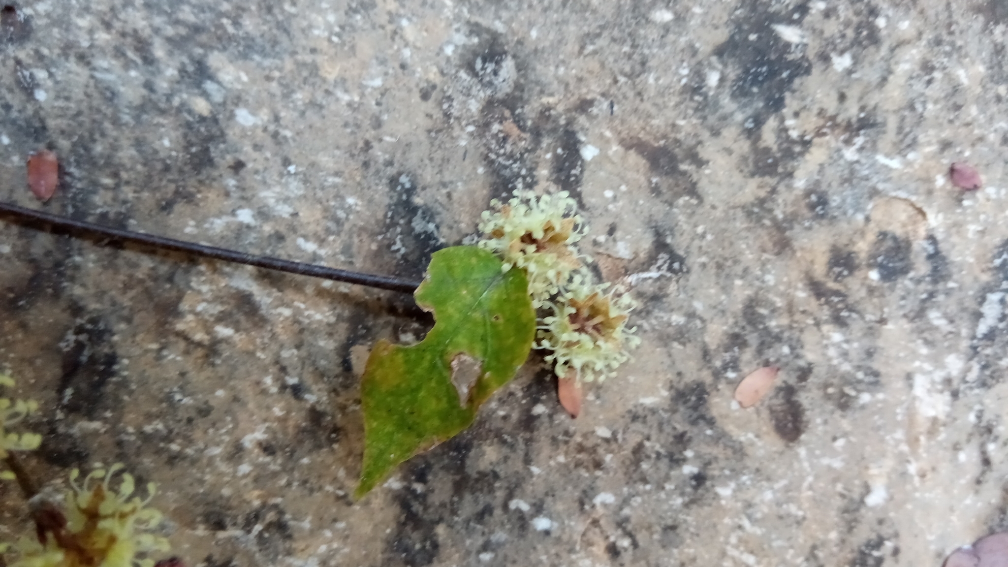 Croton nudatus