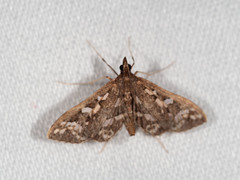 Ischnurges illustralis