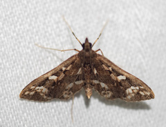 Ischnurges illustralis