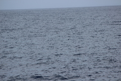 Hydrobates microsoma