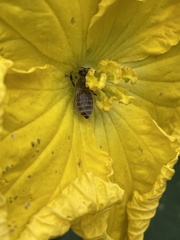 Apis cerana japonica