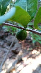 Polysphaeria capuronii